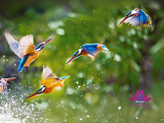 PLONGÉE MYSTIQUE DANS LA LANGUE DES OISEAUX