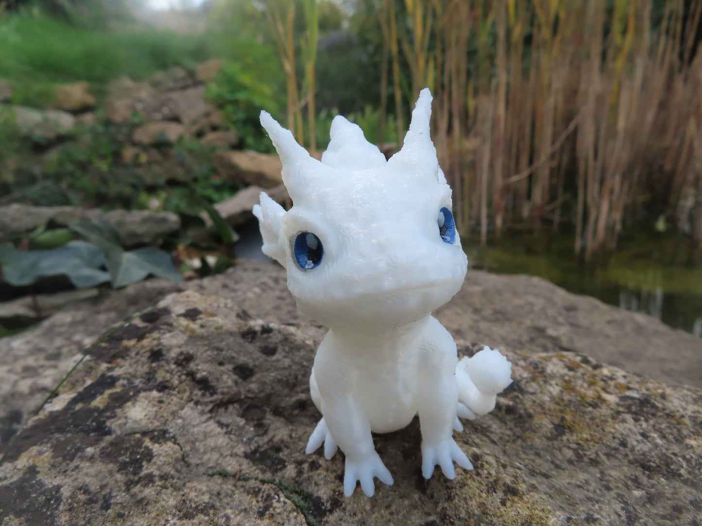 DRAGON