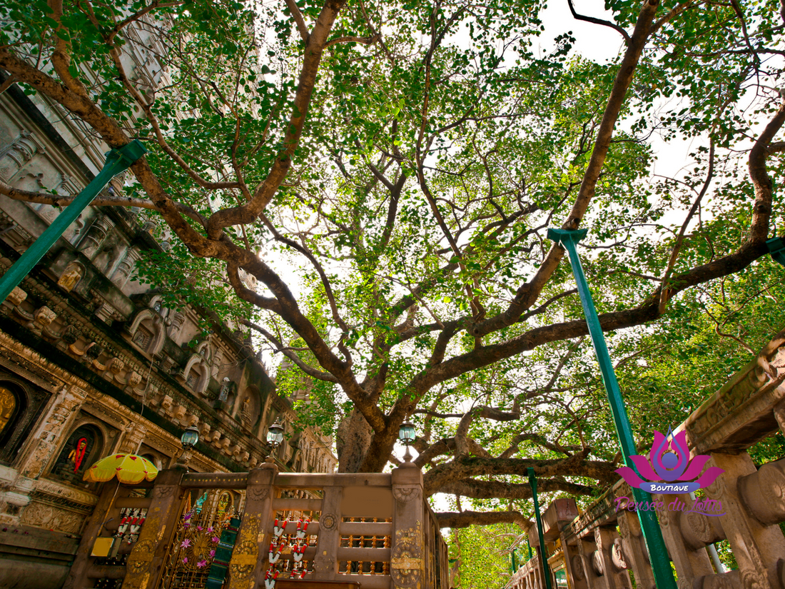 L’ARBRE DE LA BODHI